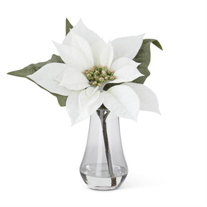 White Poinsettia in Glass Vase