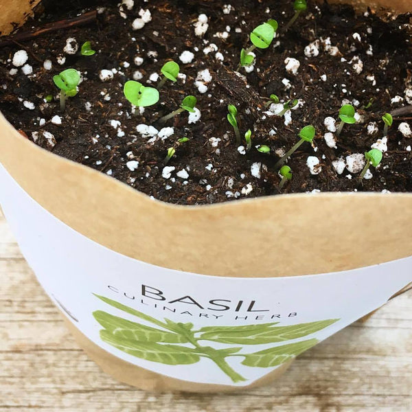 Garden-in-a-Bag Basil