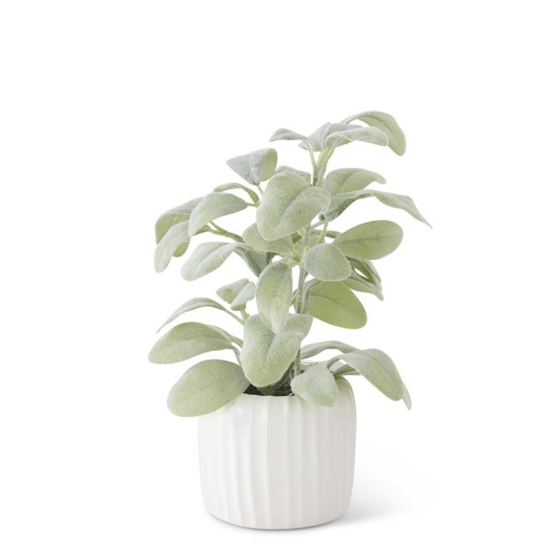 Lambs Ear in White Ribbed Ceramic Pot